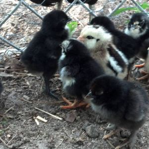 Ma Hen's 2nd set of biddies.
