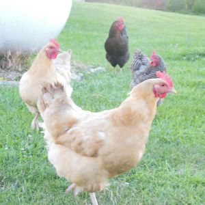 Chickens