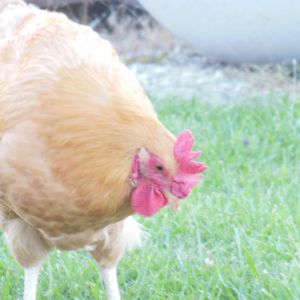 Sounder the Rooster