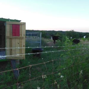 The cows by the Hen-a-bago