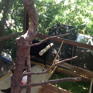 Swing and compost bin in the run