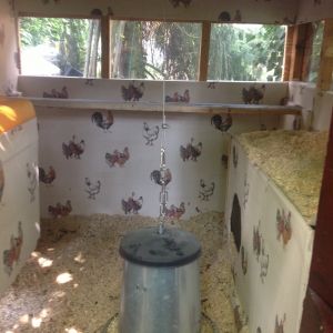 Inside coop