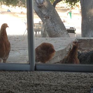 4 chicken flock