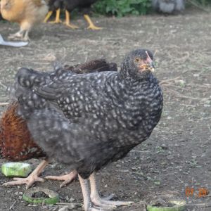 Cuckoo Maran