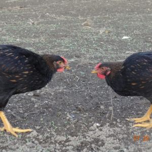 my golden wyandotte  roos  their first face off..