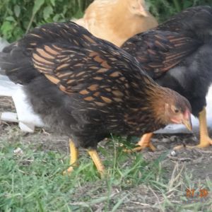 golden laced  wyandotte