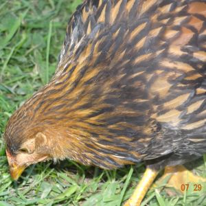 golden laced wyandotte
