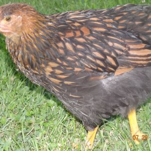 golden laced wyandotte