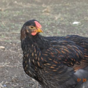golden laced wyandotte Roo