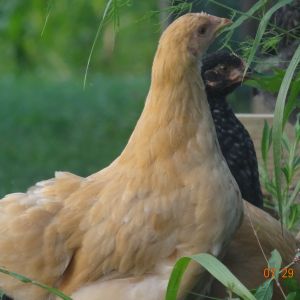 Buff orpington