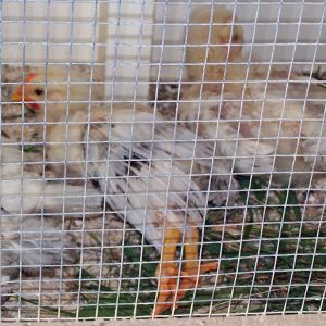 Legs straight out for a nap is the hoot to see!