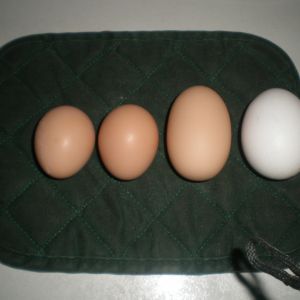 All eggs so far 7/29/13