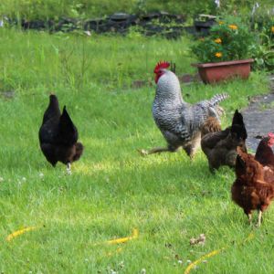 chicken in the front yard. barred rock rooster, australorp, rhode island red and Americana.