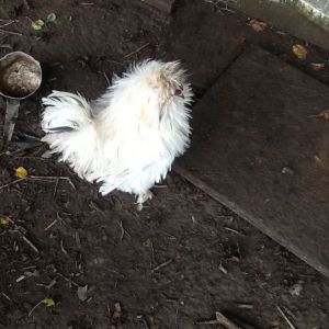 Our sizzle just strutting around