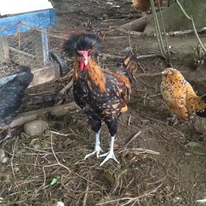 Polish rooster