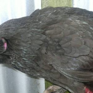 Arriettie is a leghorn x Americana mother with a Americana father she is 24 wks old and has very pretty blue ear lobes.