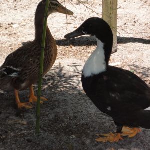 Ordered Muscovy, this is what I got!