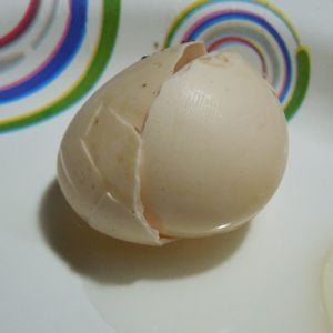 Squeaker's first egg. So sad it got smooshed. :(