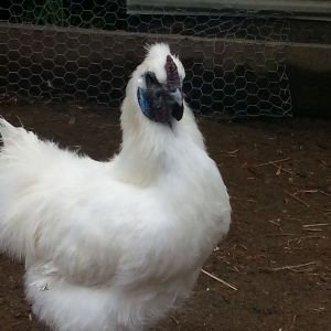 Yoda the silkie rooster.