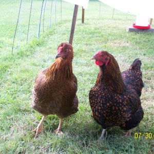 Babs -Left @ 9 months, Ginger-Right@ 11 months