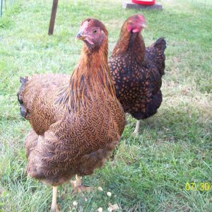 Chest is filling out nicely