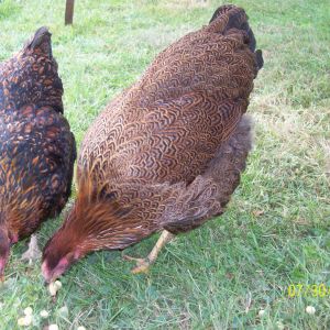 Bottom-skirt feathers are coming in well, nice and full. Her 'baby' feathers are every where..making room for all these 'big-girl' feathers!