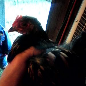 My 1 month old Gold Laced Cochin Bantam roo!!!