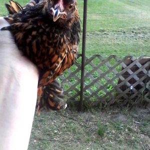 1 month old Gold Laced Cochin Bantam pullet!!!