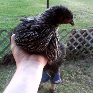 1 month old Silver Penciled Cochin Bantam pullet!!