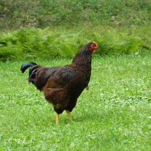 Roger--almost 4 mos old