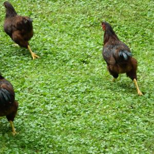 Tater tots hate getting pics taken