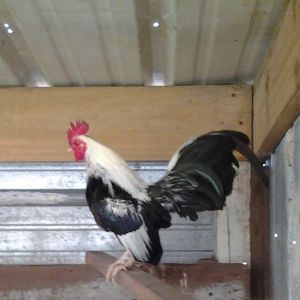 Vince Neil, Silver Duckwing Rooster