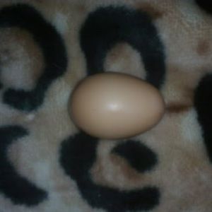 Wilma's 1st egg
