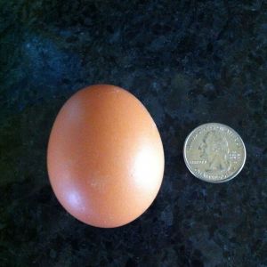 One of my pretty girls 1st egg!! I'm soooo proud!! :)