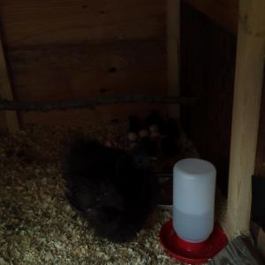 Baby, the momma silkie with her new babies