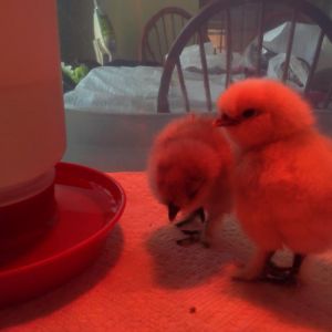 Fifi and Bob as babies (Fifi's the roo and Bob is the hen lol)