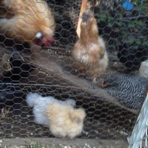 Silkies and our barred rock