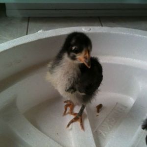 This is Nikki. Born 7-14-2013  Today she and her sister Dixie are 19 days old. 
They are setting on a styro foam washing machine insert, so they weren't slipping around on the tile floor.