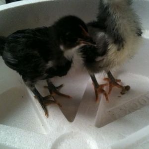 This is Dixie. Born 7-14-2013  Today she and her sister Nikki are 19 days old.