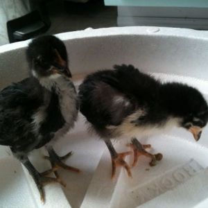 This is Dixie. Born 7-14-2013  Today she and her sister Nikki are 19 days old. 
Dixie has had feathers since day 6 and a tail. Nikki is just beginning to feather out and still has no real tail feathers.