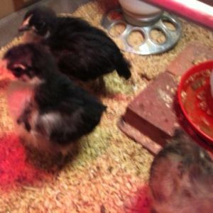 Nikki in the front, Dixie with the darker face and beak.