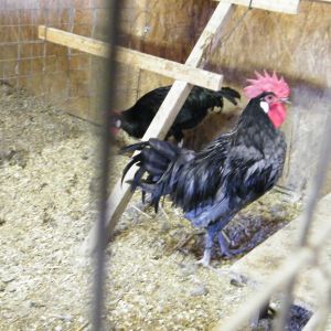 BANTAM PROJECT
This boy makes me think of a blue, single combed Dorking!    In this picture, he is not holding his wings up.  I'm not sure if  he always does this as it has been hot here for several weeks... I'll keep my eyes on him.  If he does hold his wings up, when he's not hot, I don't know if I should use him or not.  He is growing in his adult tail and if he didn't appear to have really short legs, I wouldn't hesitate to use him... there's also the wing carriage.  Time will tell.