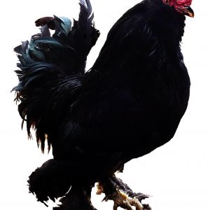 BLACK AZERBAIJAN 
MARAND BREEDS
Rare Breed Poultry
Azerbaijan breeds
rare race 
Marand