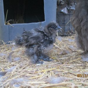 Junior, our only silkie chick that hatched out