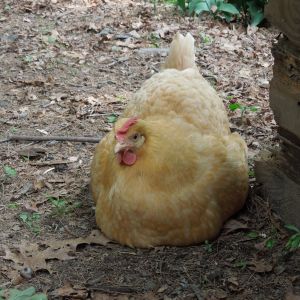 Fat ole Butter looks broody again, got kicked out of the coop for hogging the nesting boxes "sigh" agian.