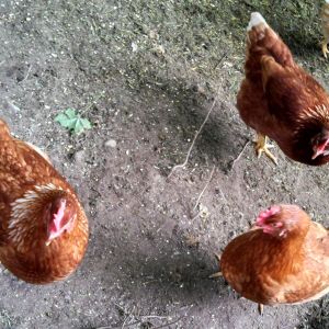 Some of the girls