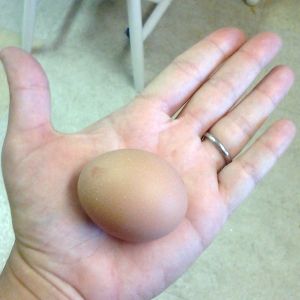 A perfect first egg.