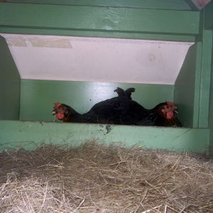 Fighting over the prized corner laying spot. This is incidentally the only time I've ever seen two in the nest box. They like their privacy, my chicks.