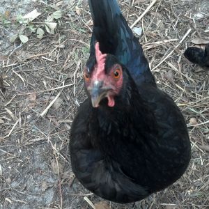 This is Ma Hen