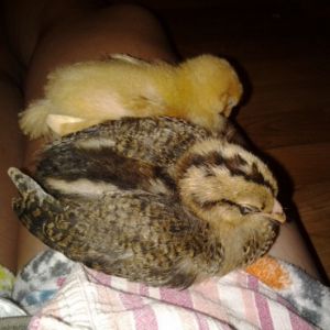 Madame next to our little buff orp Peep. 3 weeks ish.